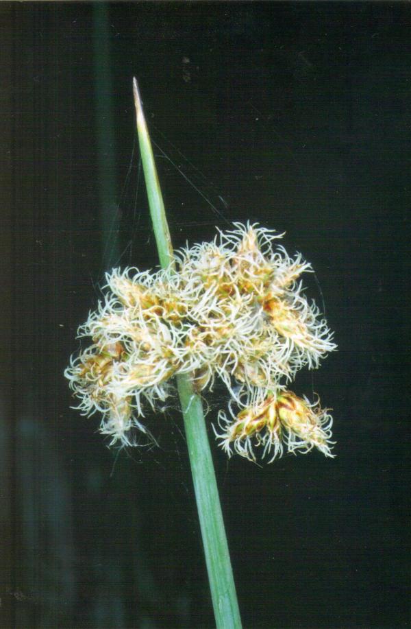 Schoenoplectus validus